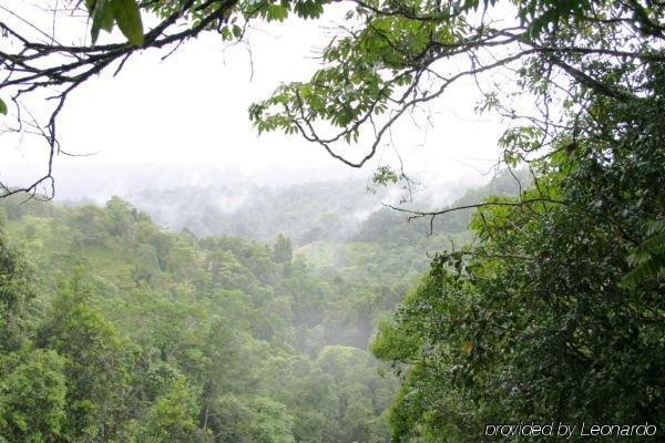 The Canopy Rainforest Treehouses & Wildlife Sanctuary Tarzali Extérieur photo