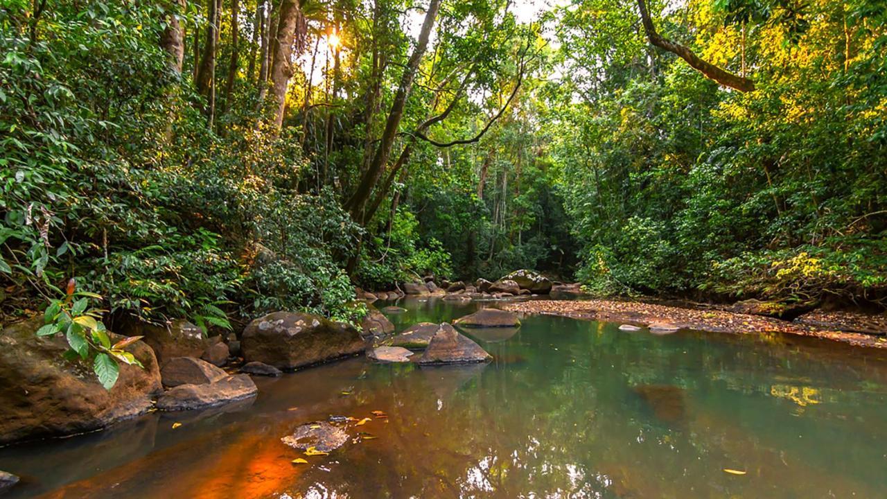 The Canopy Rainforest Treehouses & Wildlife Sanctuary Tarzali Extérieur photo