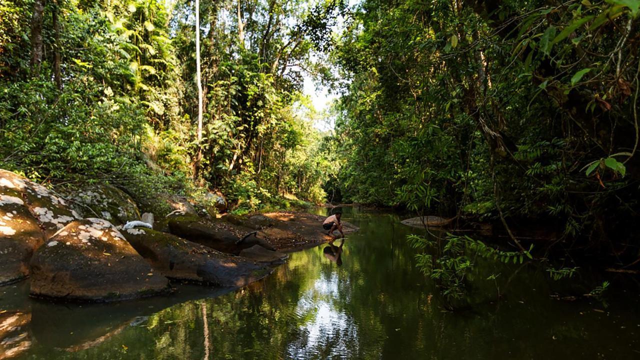 The Canopy Rainforest Treehouses & Wildlife Sanctuary Tarzali Extérieur photo